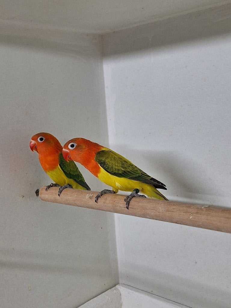 Agapornis Fischeri's, Dieren en Toebehoren, Geslacht onbekend, Dwergpapegaai of Agapornis, Geringd