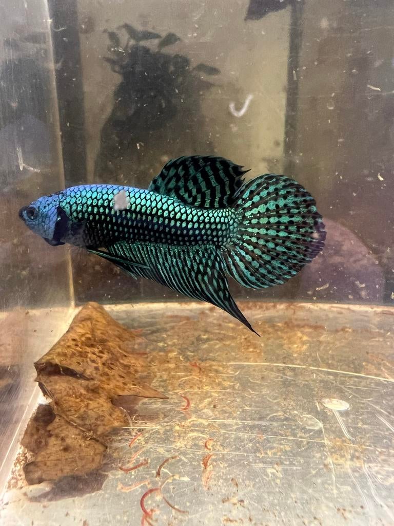 Green alien betta, Dieren en Toebehoren, Vis