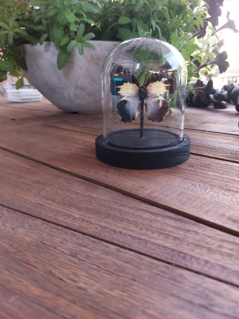 Agatasa calydonia vlinder in stolp, Ophalen of Verzenden, Zo goed als nieuw, Insect, Opgezet dier