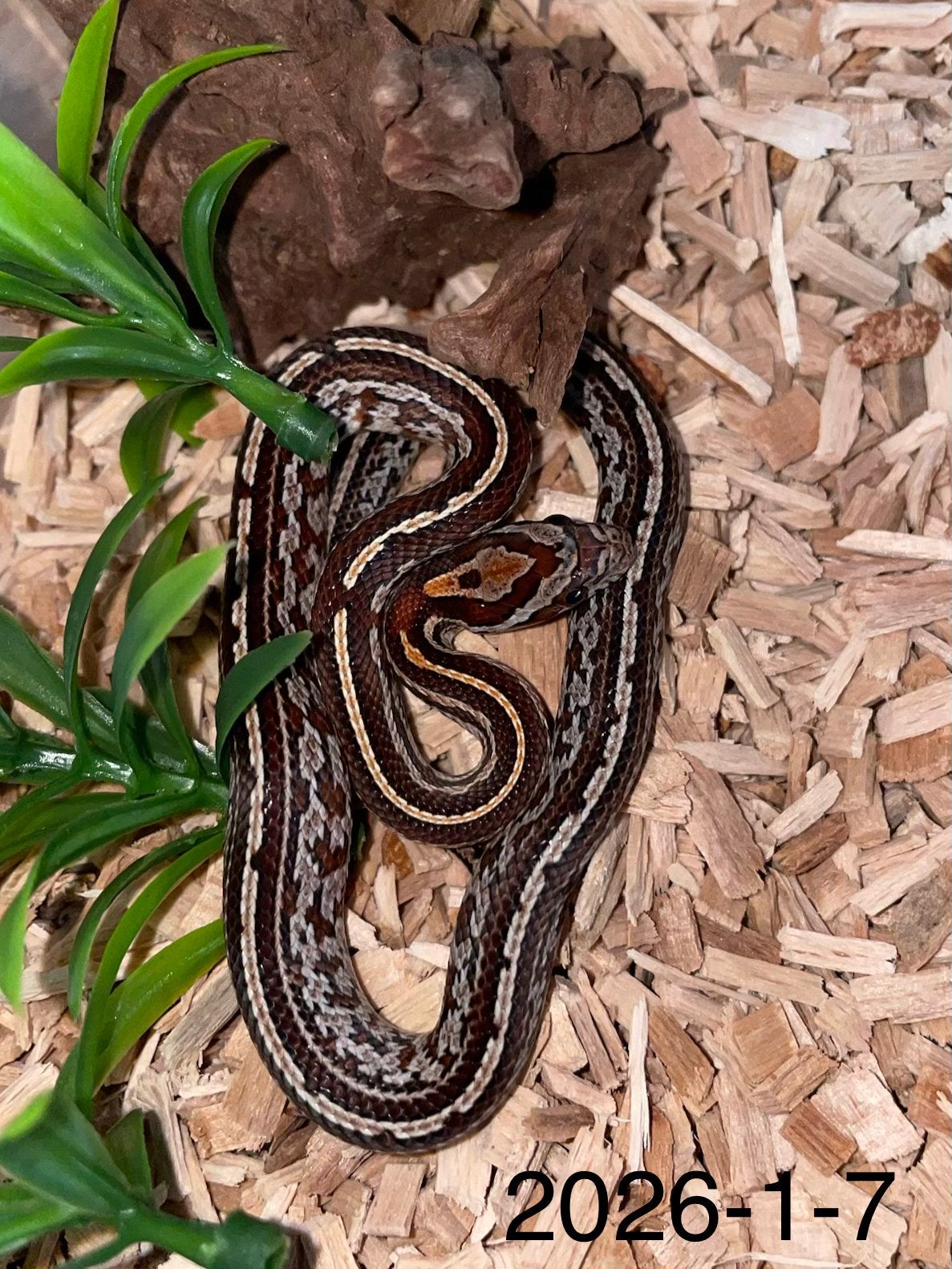 Jonge Rattenslangen div morphs Rat Snake photo 7