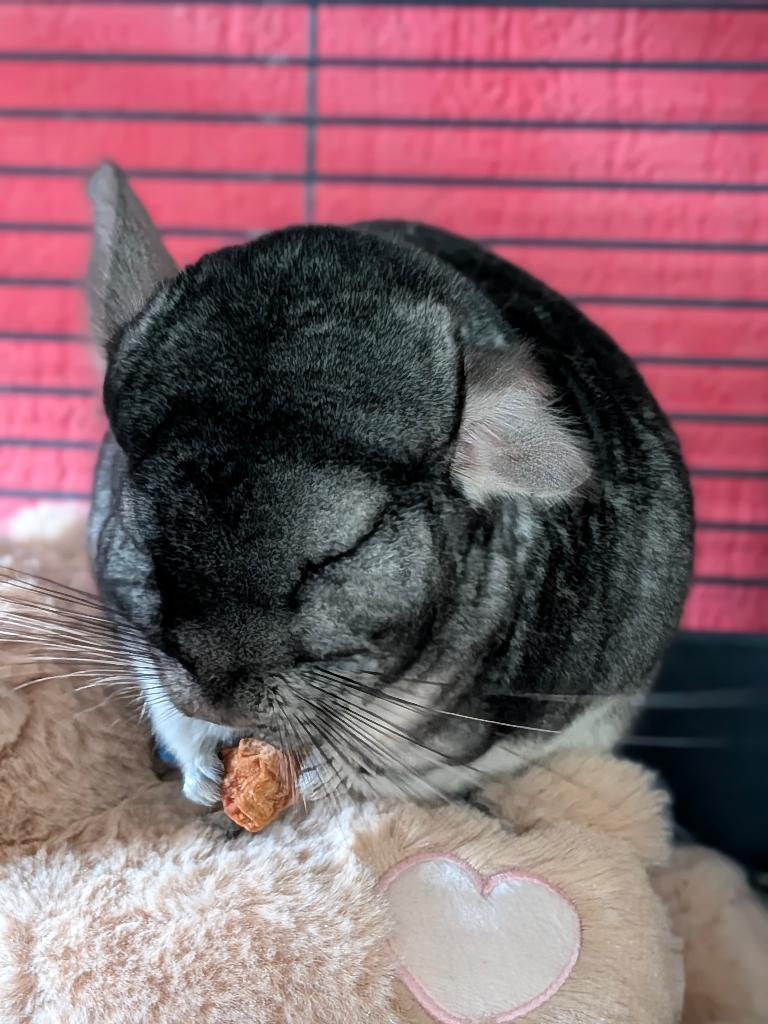 Goed tehuis gezocht voor chinchilla bokje, Dieren en Toebehoren, Knaagdieren, Januari, Mannelijk, Chinchilla