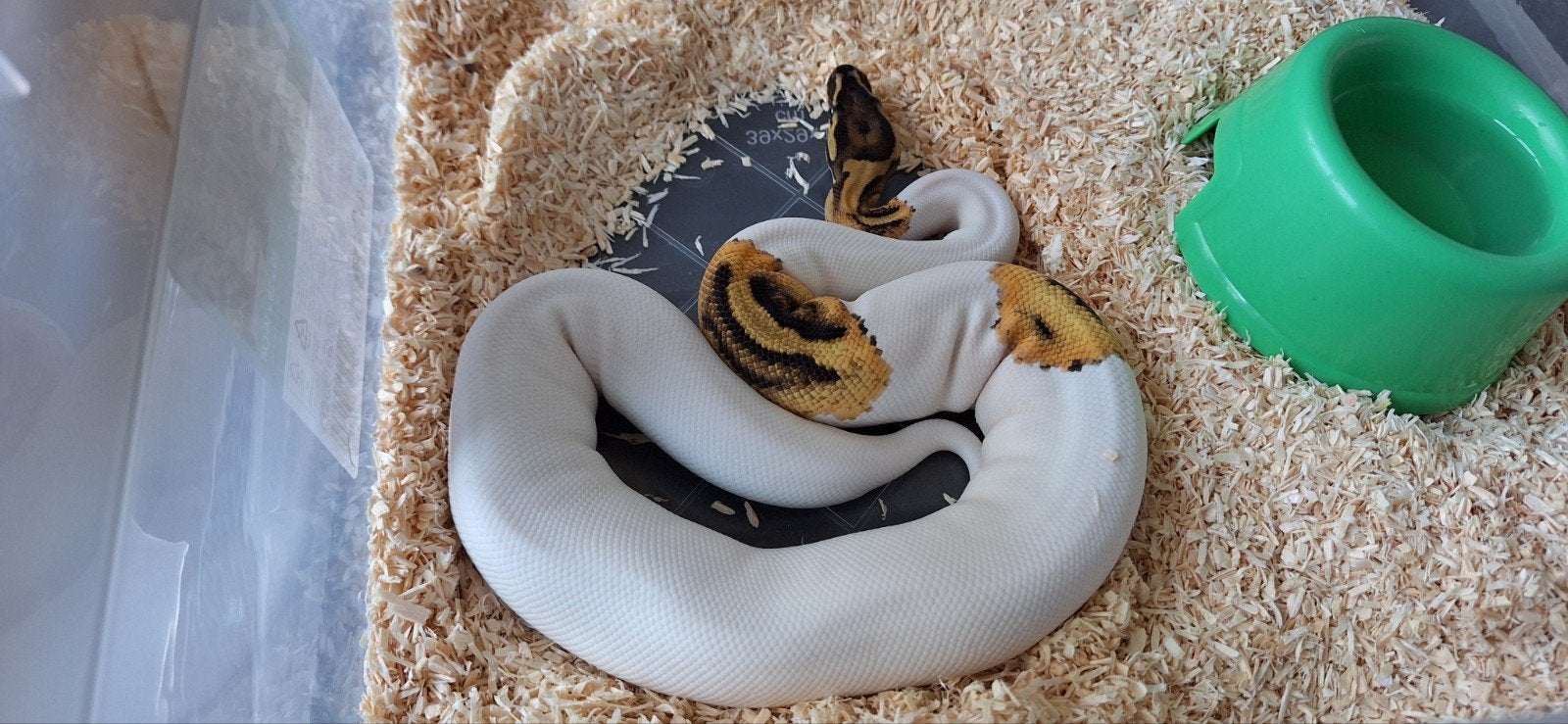 pastel pied het hypo 50%het ultramel Ball Python photo 3