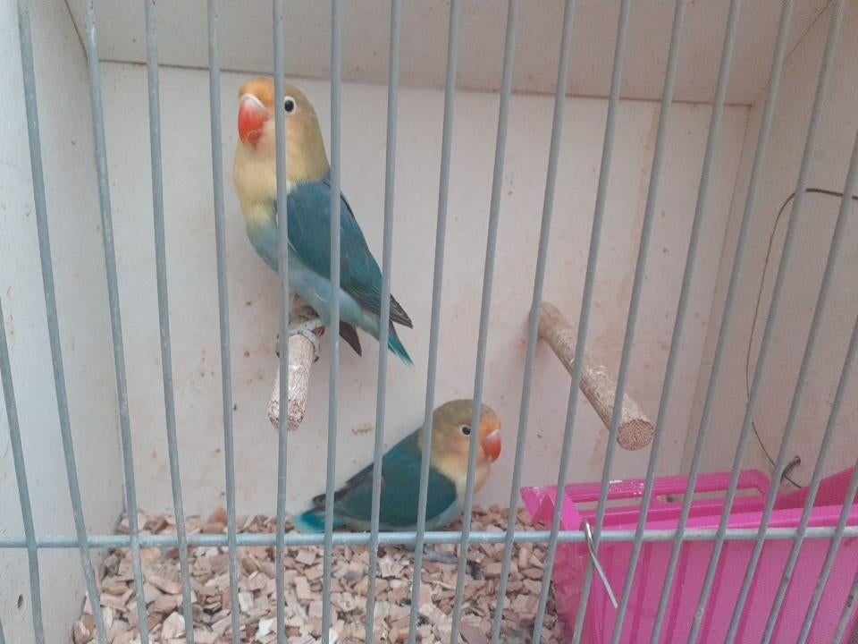 te koop mooie dwergpapegaaitjes, Dieren en Toebehoren, Mannelijk, Dwergpapegaai of Agapornis
