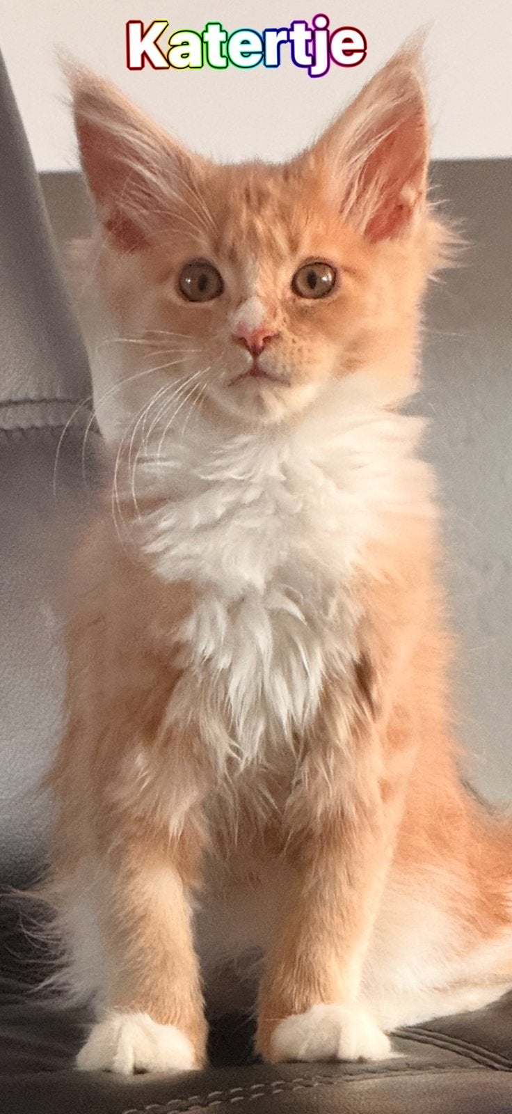 Raszuivere Maine coon kittens mogen gelijk met u mee, Meerdere dieren, Ontwormd, 0 tot 2 jaar