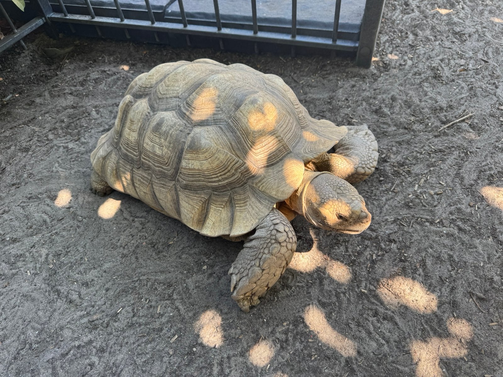 Volwassen koppel Centrochelys Sulcata Sporenschildpadden, Dieren en Toebehoren, Schildpad, 11 jaar of ouder