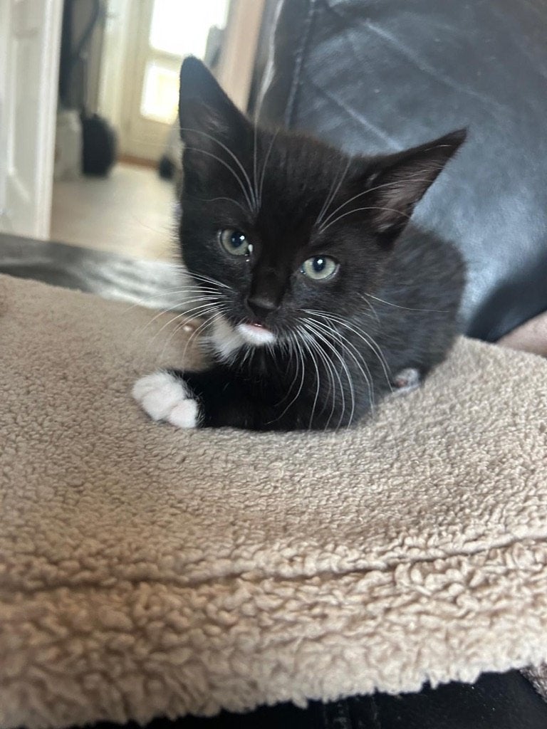 Zwarte wit poesje kitten aangeboden, Dieren en Toebehoren, Katten en Kittens | Overige Katten, Meerdere dieren, Kortharig, 0 tot 2 jaar