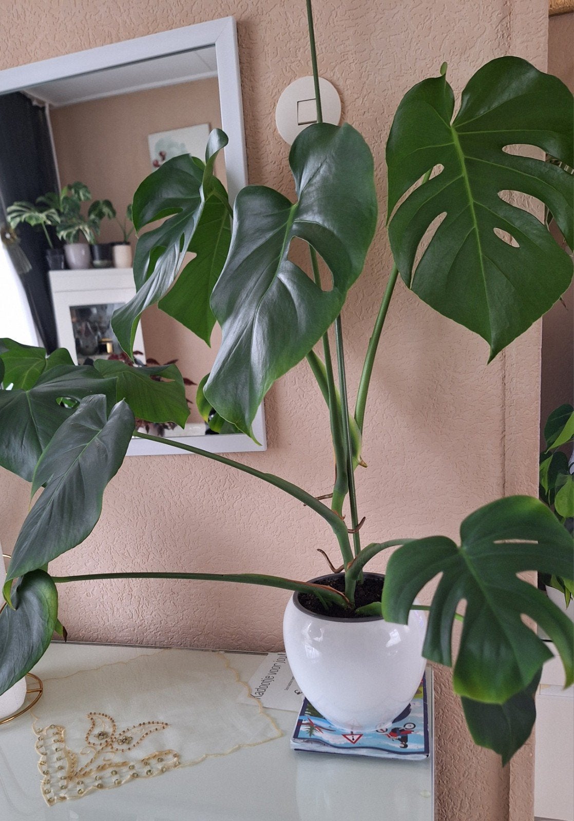 Monstera Deliciosa - Grote Kamerplant, Ophalen, Overige soorten, Halfschaduw, In pot
