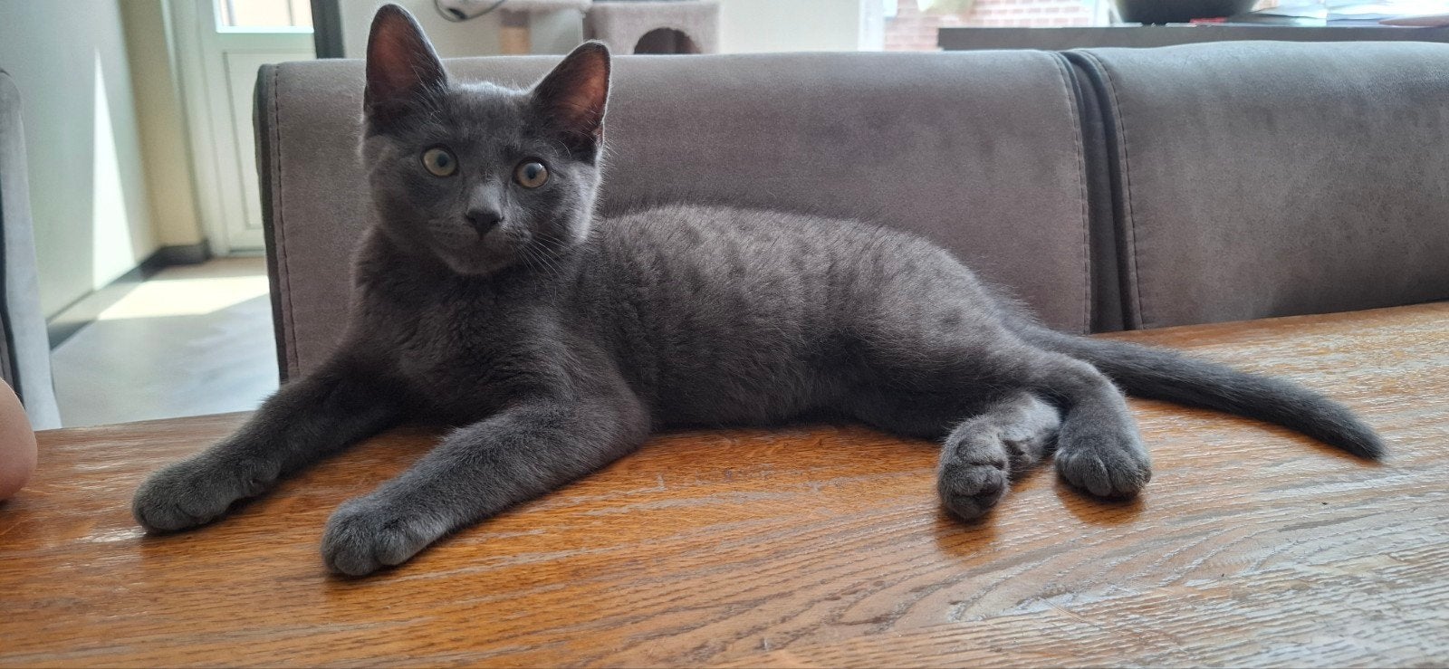 Grijze kitten, Kater
