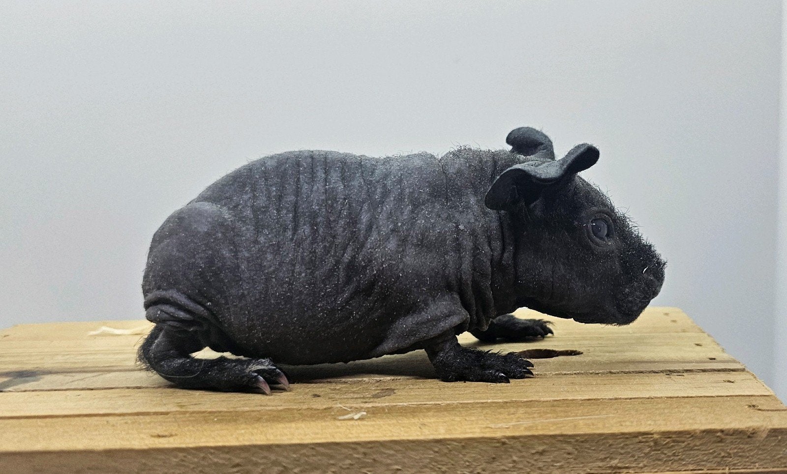 Skinny zeugje, Dieren en Toebehoren, Cavia, Juli, Vrouwelijk, Tam