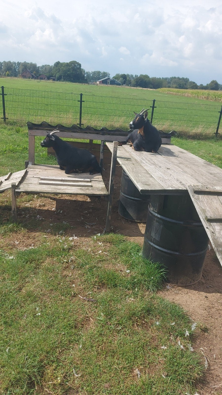 2 super schattige geitjes