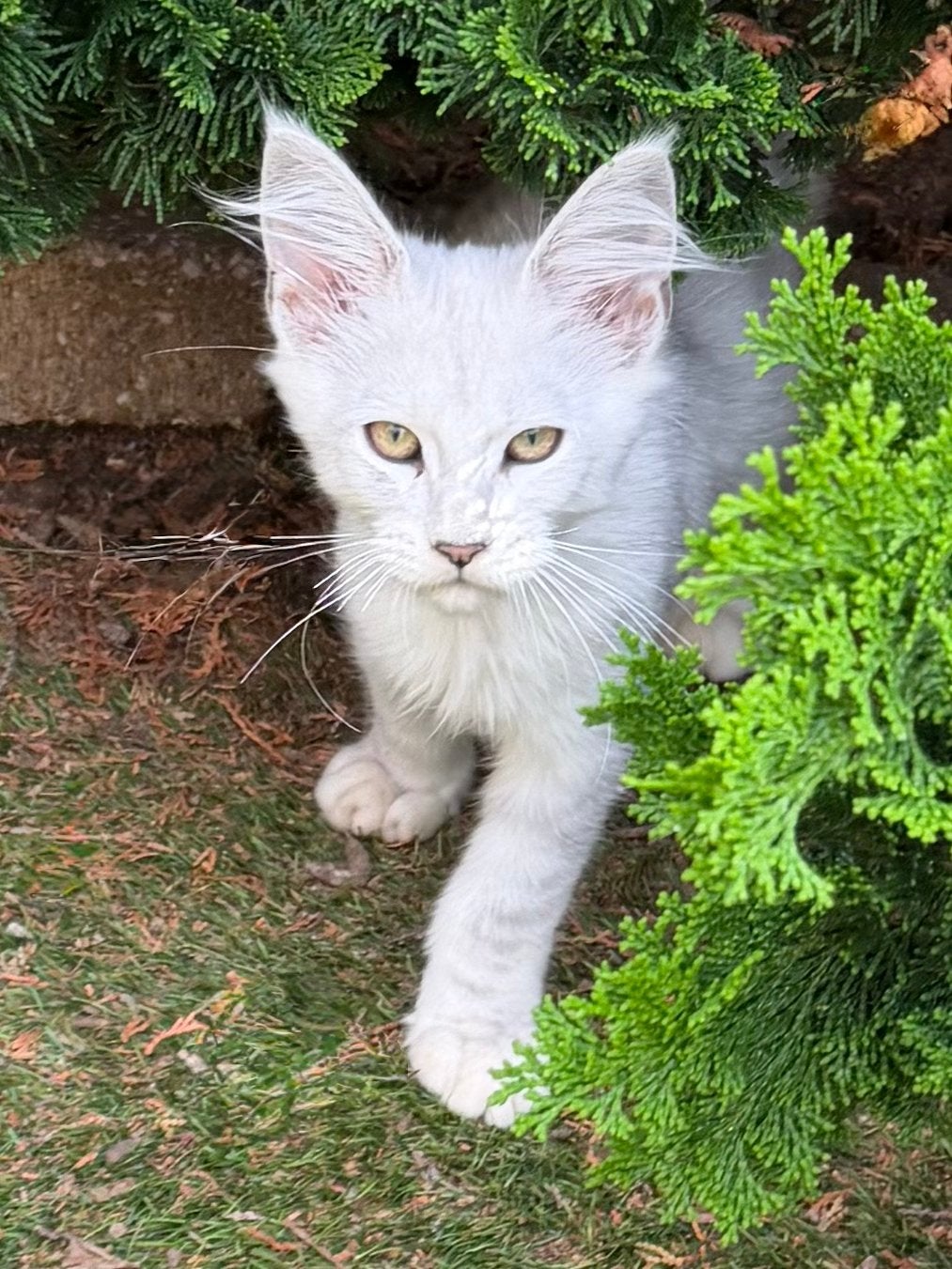 Super black silver shaded Maine Coon katertje met stamboom, Kater, Met stamboom, 0 tot 2 jaar