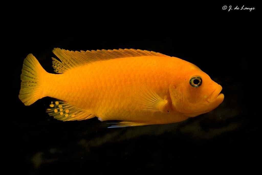 Metriaclima estherae en ob varianten, Dieren en Toebehoren, Vissen | Aquariumvissen, Vis, Zoetwatervis