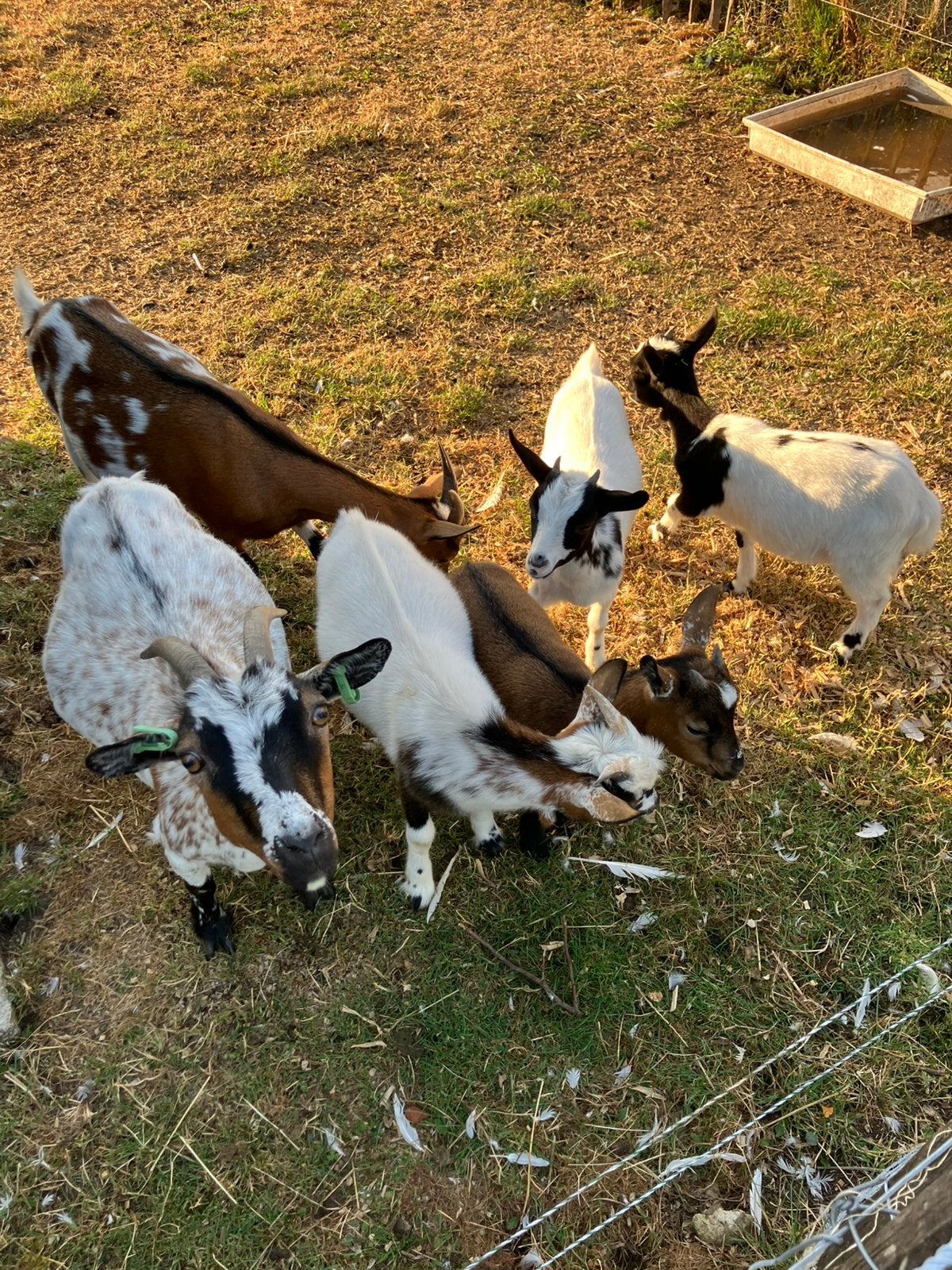 Te koop dwerggeitten, Meerdere dieren, Geit, 0 tot 2 jaar