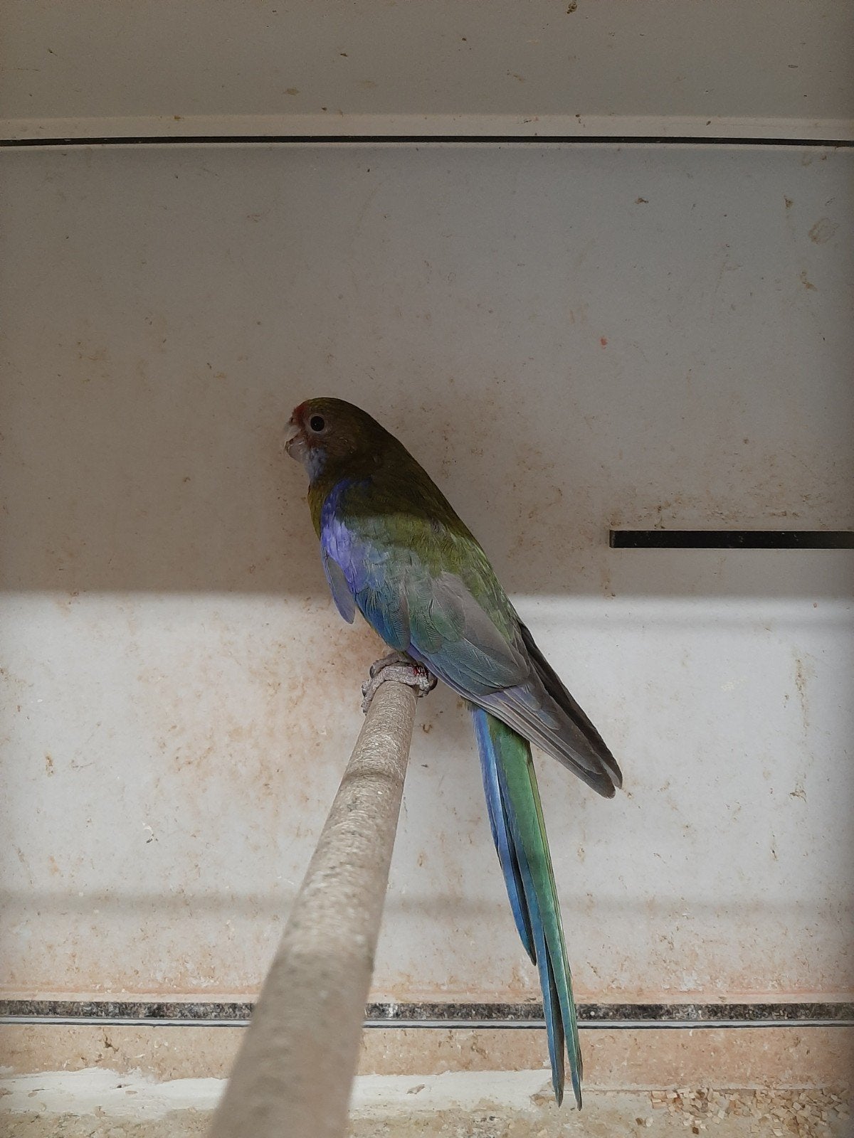 rosella paar zwartpastel/blauw, Meerdere dieren, Parkiet, Geringd