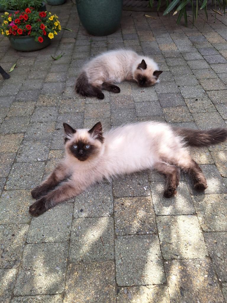 Ragdoll kittens met stamboom, Meerdere dieren, Met stamboom, 0 tot 2 jaar