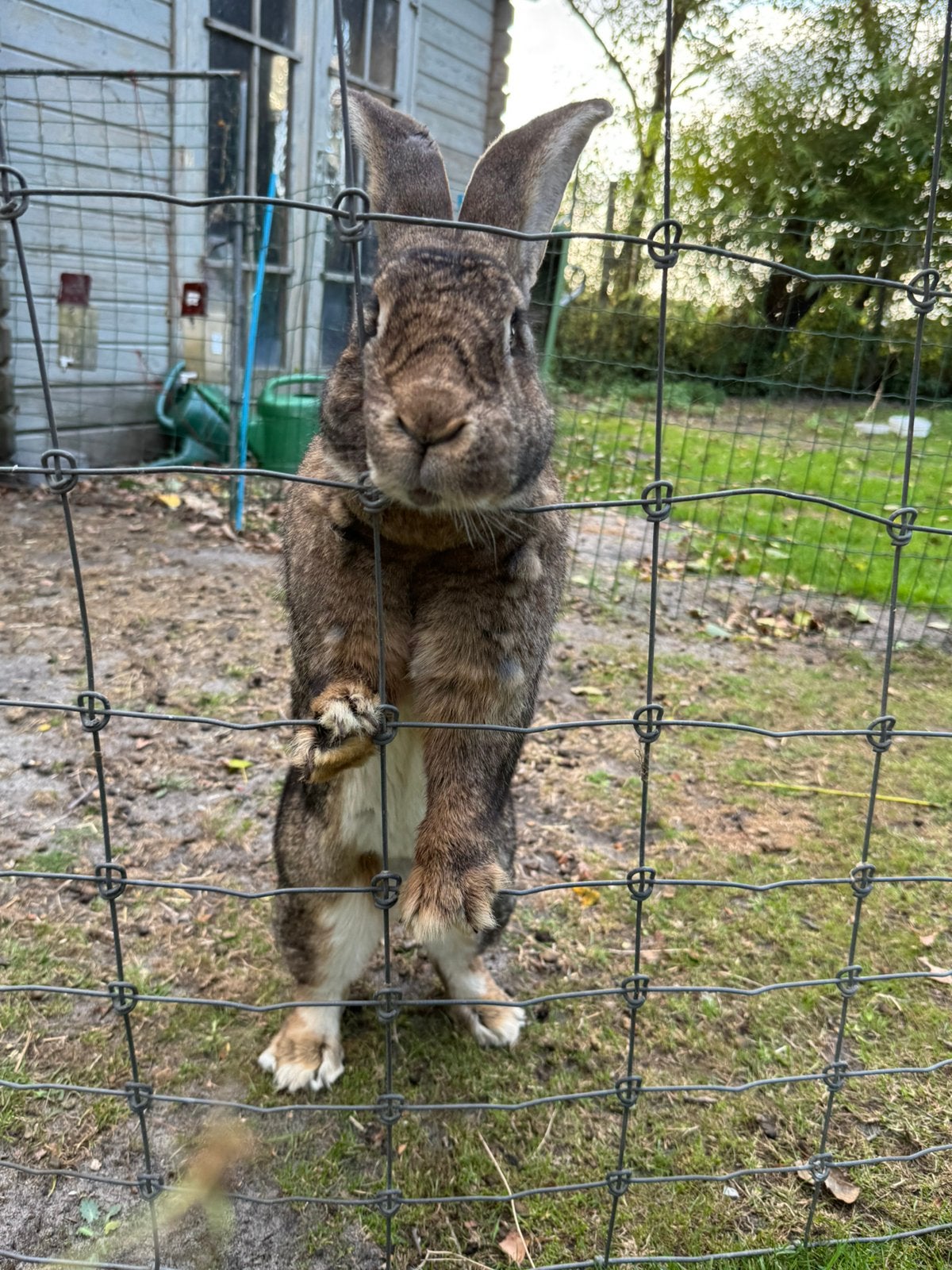 Duitse reus voedster heel erg groot !!!, Dieren en Toebehoren, Vrouwelijk, Groot
