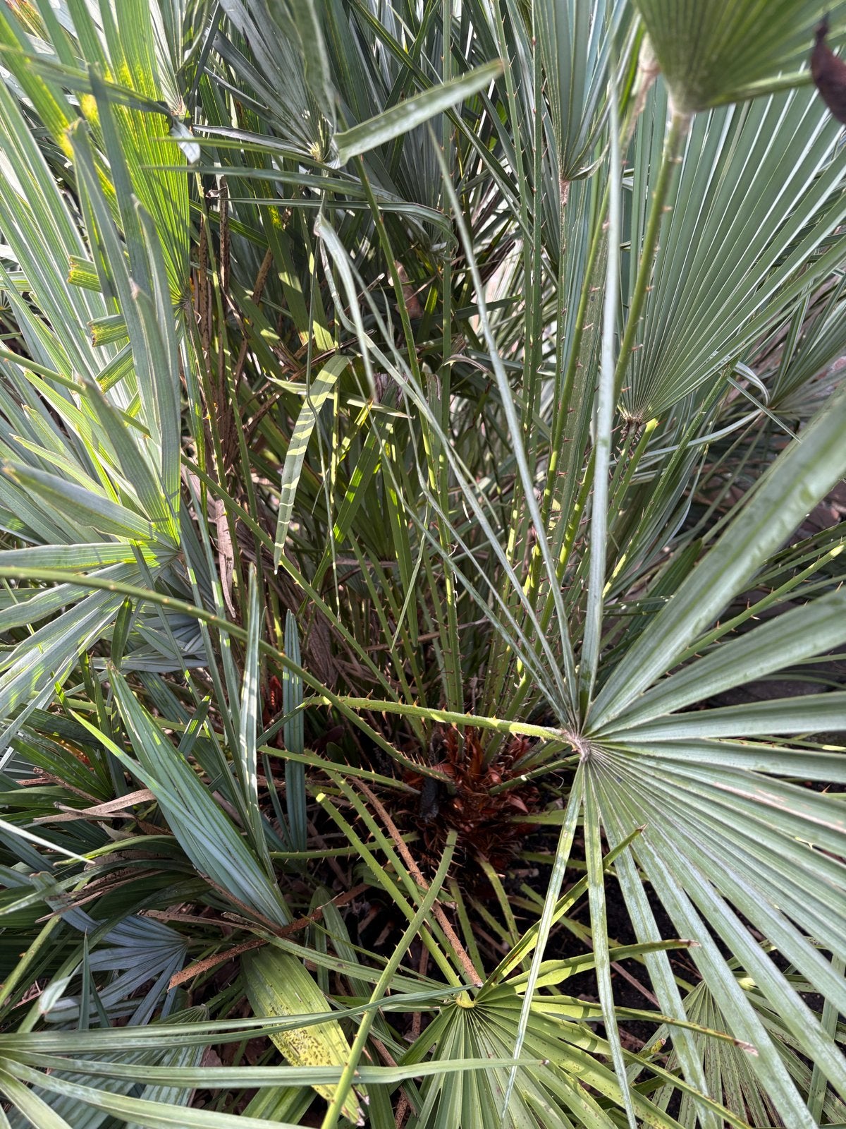 Chamaerops humilis (Europese dwergpalm) - 2 stuks, Overige soorten, Volle zon, Vaste plant, Ophalen of Verzenden
