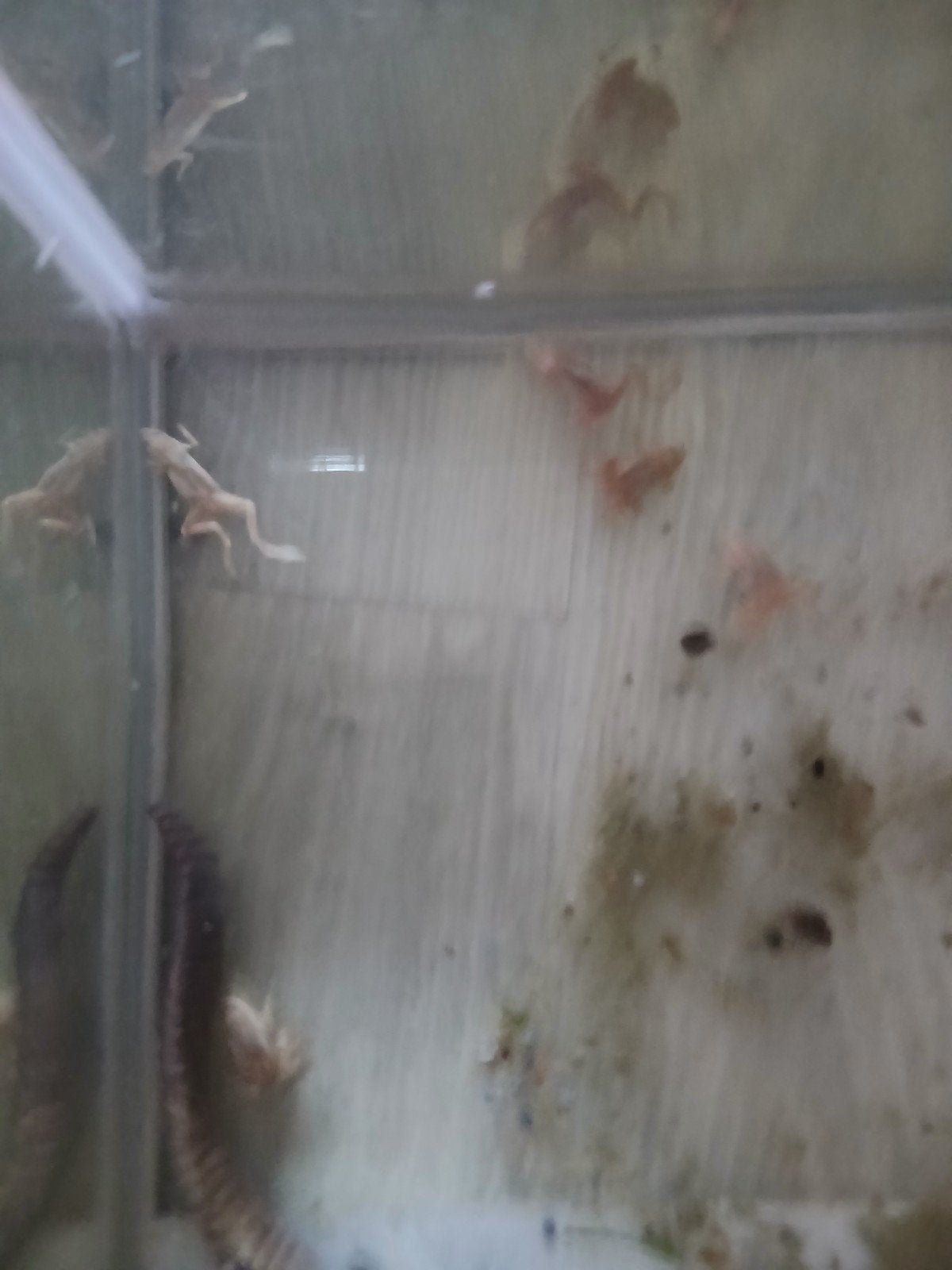 Aquarium kikkers, Dieren en Toebehoren