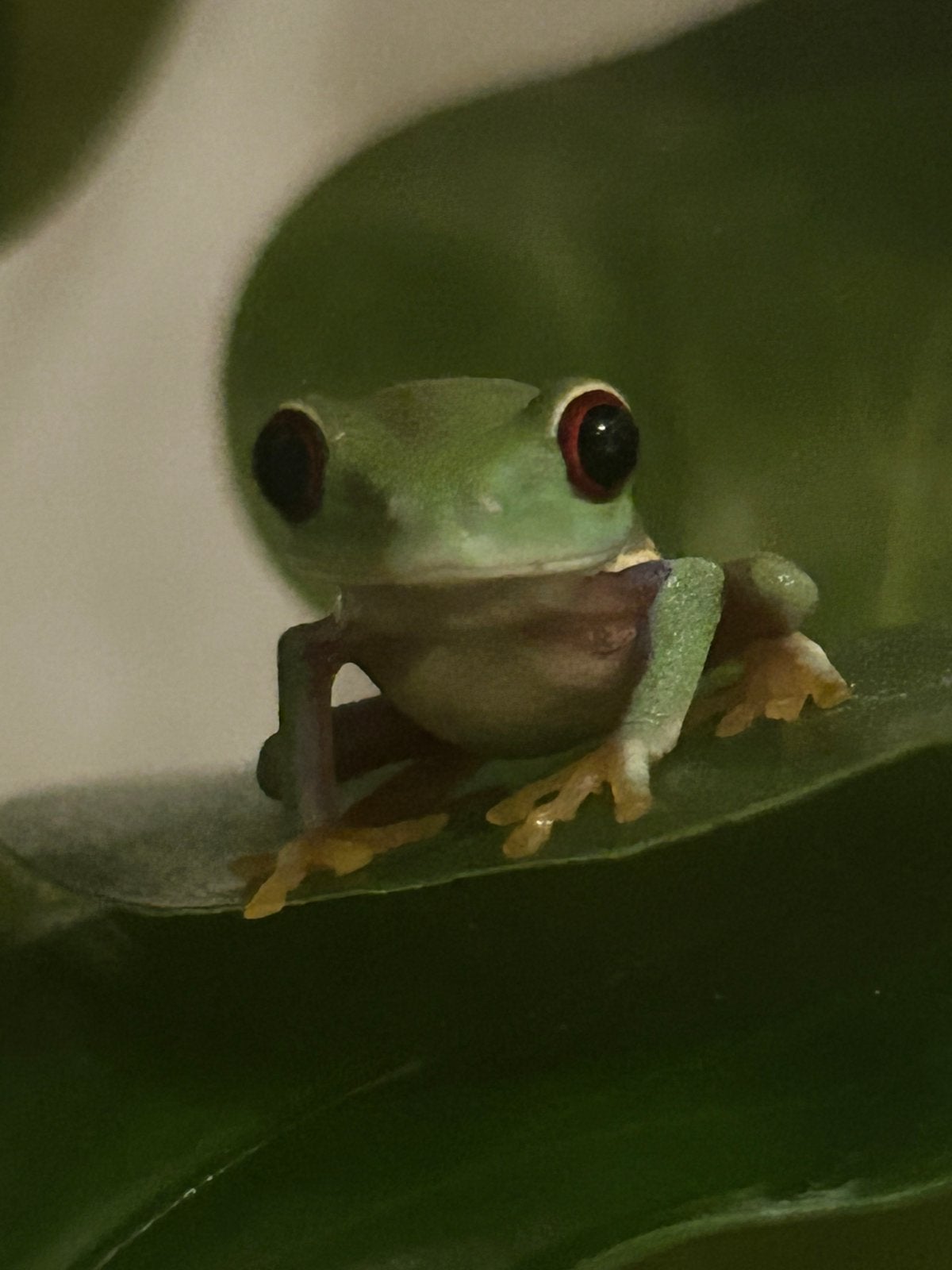 Roodoogmakikikker (agalychnis callidryas)