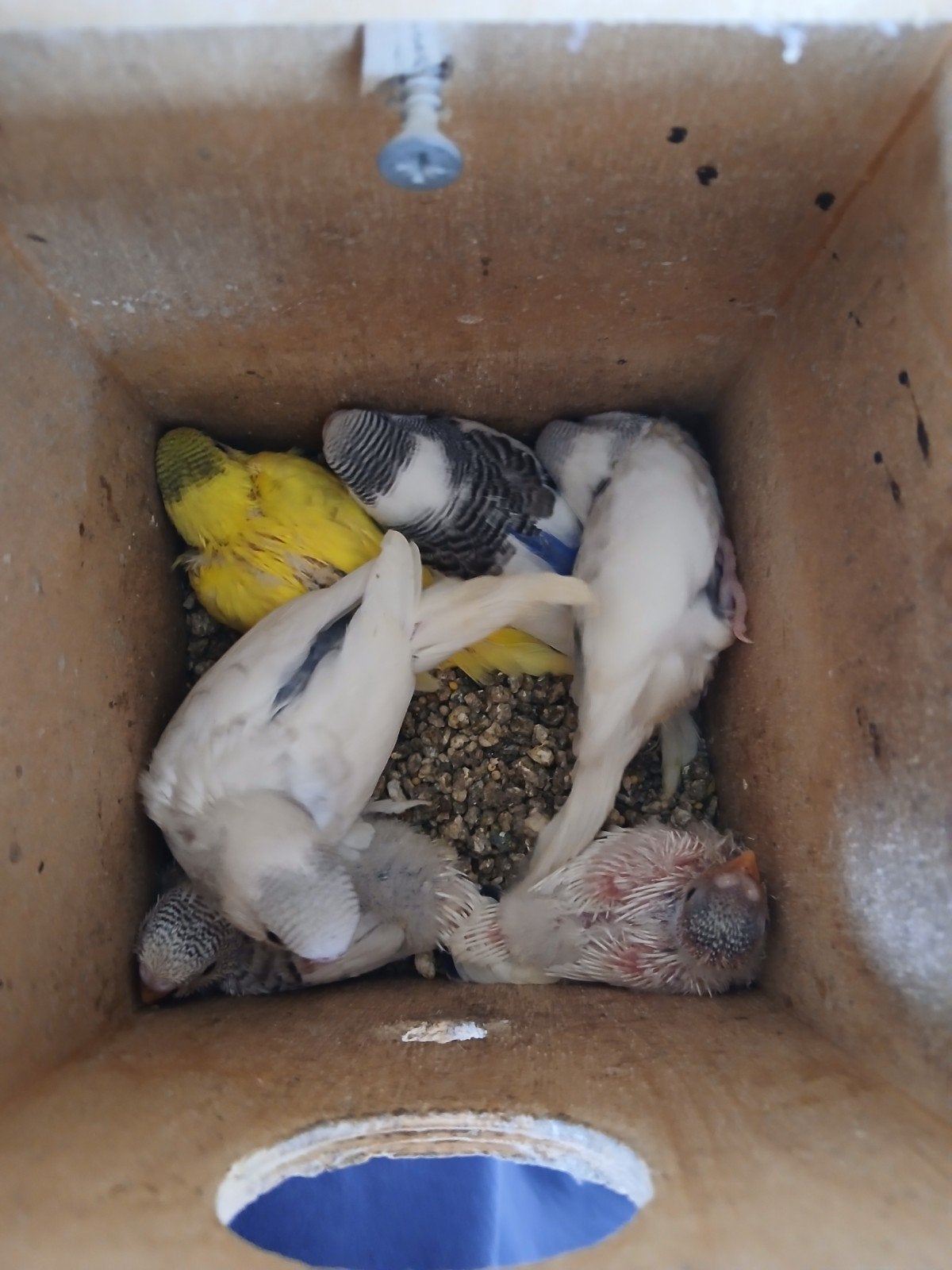 te koop jonge grasparkieten, Dieren en Toebehoren, Vogels | Parkieten en Papegaaien, Meerdere dieren, Parkiet, Tam