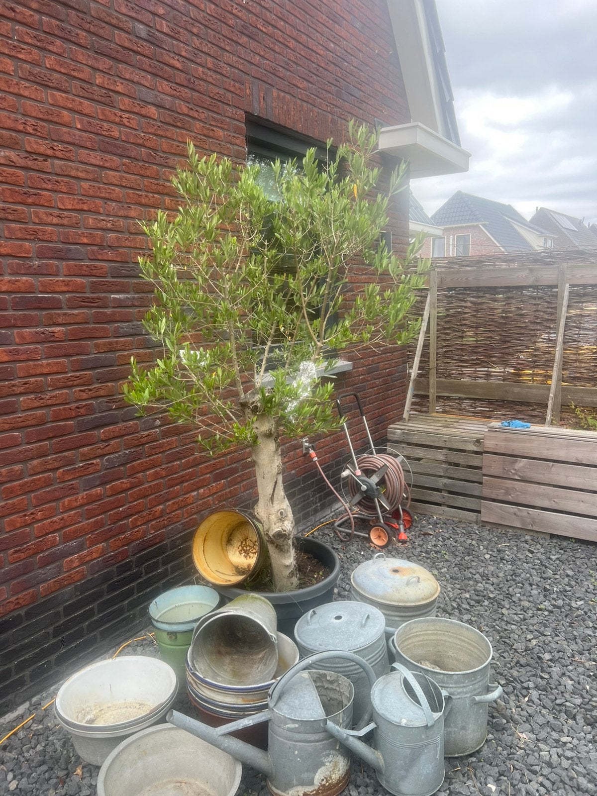 Grote olijfboom 1.75, Bloeit niet, 100 tot 250 cm, Olijfboom, Ophalen
