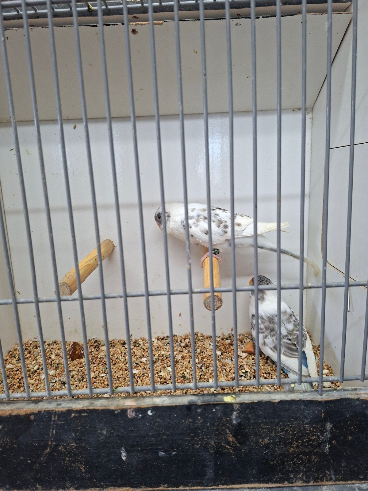 3 koppels blackface grasparkieten, Meerdere dieren, Parkiet