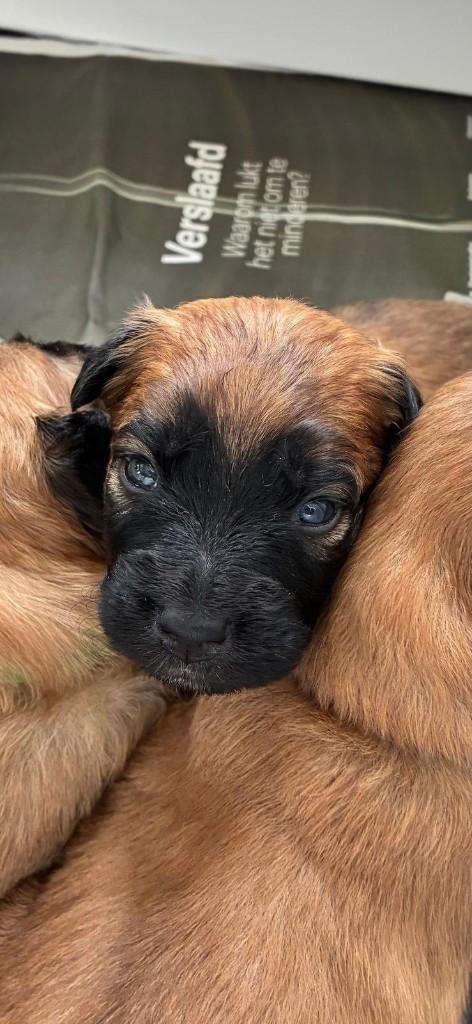 Baskische herder pups, Dieren en Toebehoren, Honden | Herdershonden en Veedrijvers, Meerdere dieren, Herder, Fokker | Hobbymatig