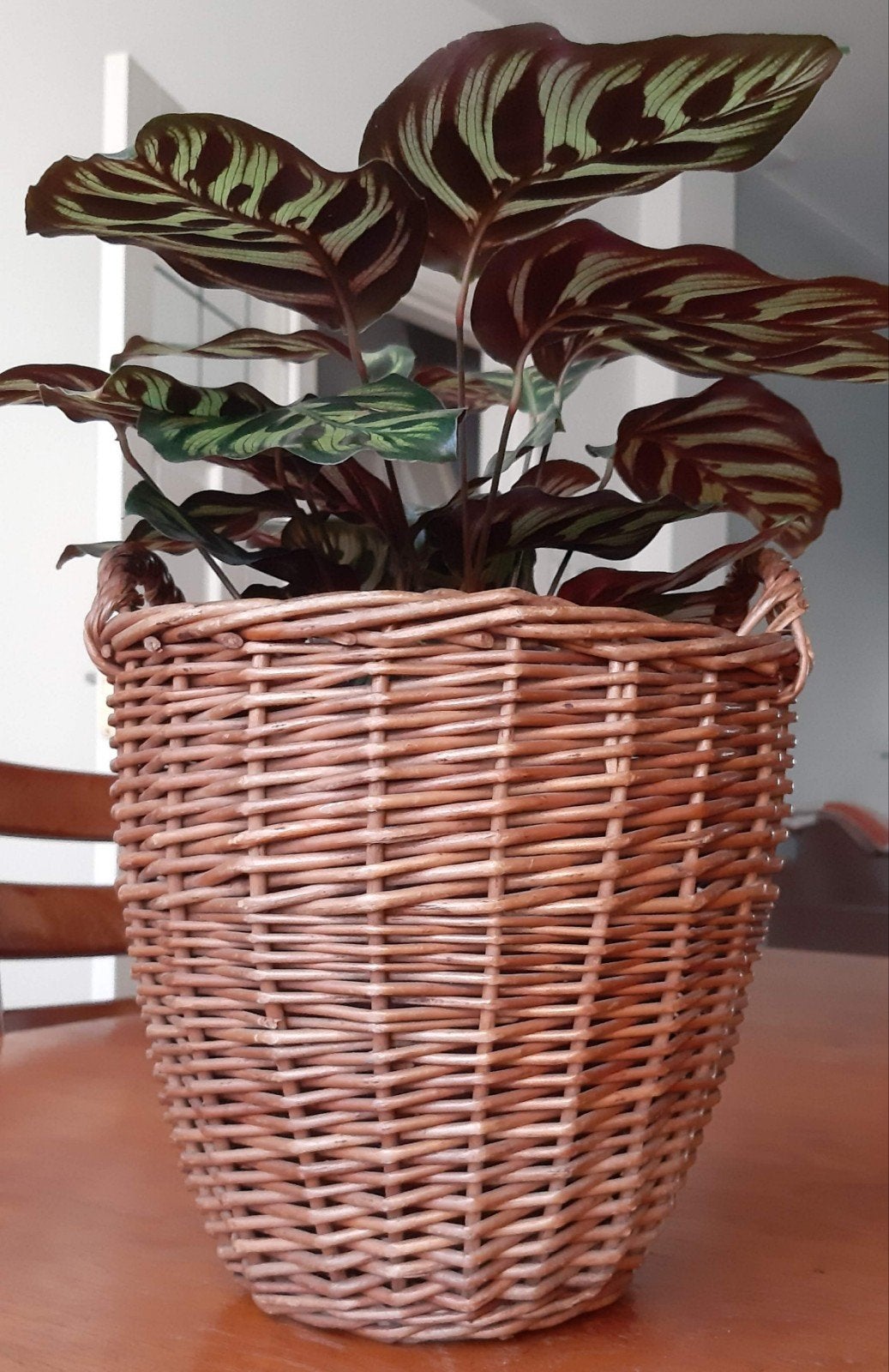 Grote rieten planten mand, Ophalen