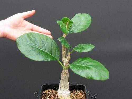 Fockea Multiflora caudex plant, Ophalen of Verzenden, Overige soorten, Halfschaduw, Minder dan 100 cm