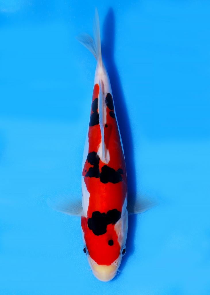 Vhq doitsu sanke, Dieren en Toebehoren, Karper of Koi