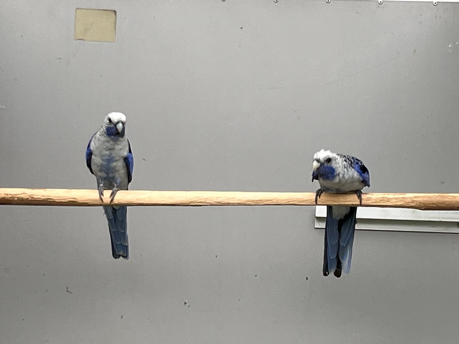 Te koop koppel blauwe penanten!! Bewezen, Dieren en Toebehoren, Meerdere dieren, Parkiet