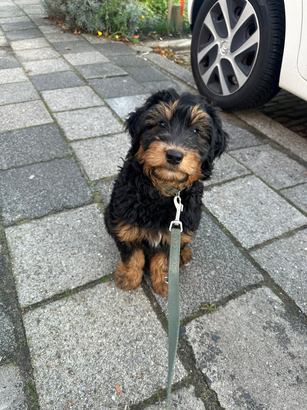 Labradoodle pup - Reu - 10 weken - phantom kleur, Reu, 8 tot 15 weken, Eén hond, CDV (hondenziekte)