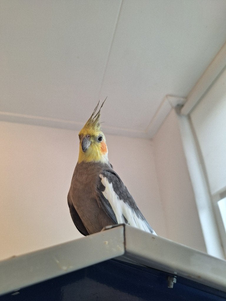Vermist valkparkiet, Vogel