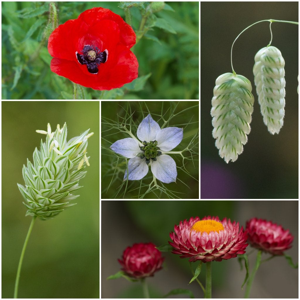 Zadenpakket DROOGBLOEM klein 4+1 gratis!, Ophalen of Verzenden, Voorjaar, Volle zon, Zaad