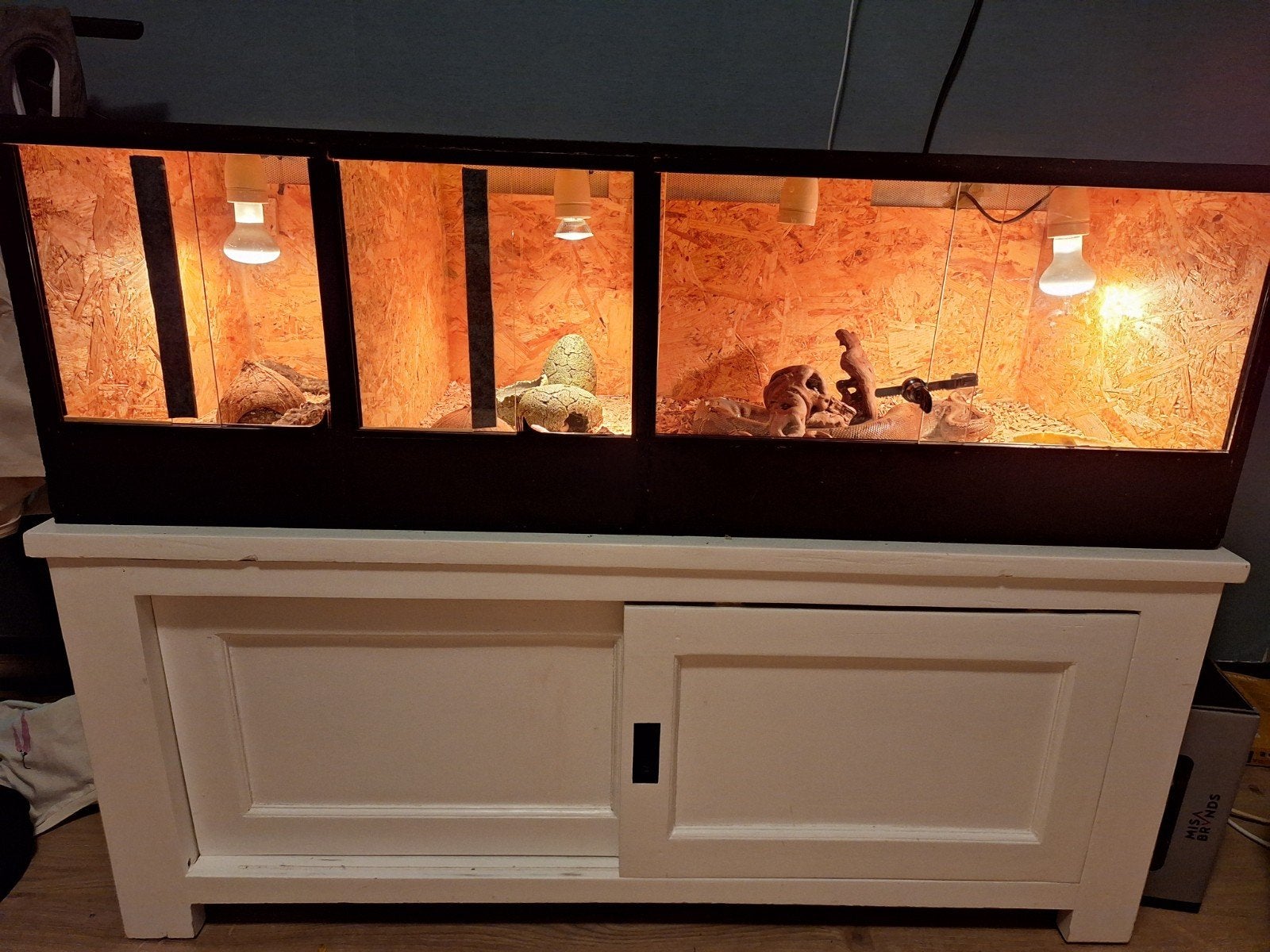 2 rattenslangen en 1 koningspyton incl terarium, Slang, 0 tot 2 jaar