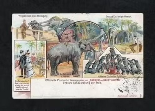 Barnum and Bailey Circus Olifanten Heerjansdam 1905., Ophalen of Verzenden, Voor 1920, Gelopen, Wild dier
