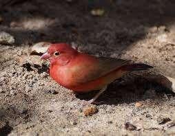 Vuurvink man 2026, Mannelijk, Tropenvogel, Geringd