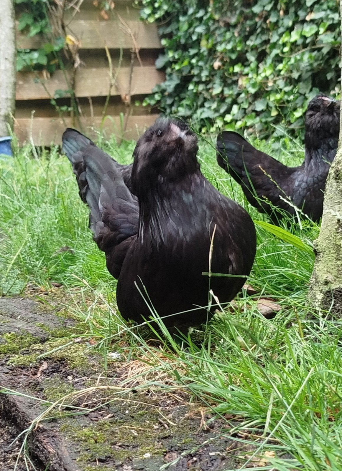 Zwarte Antwerpse baard krielen te koop., Meerdere dieren, Kip