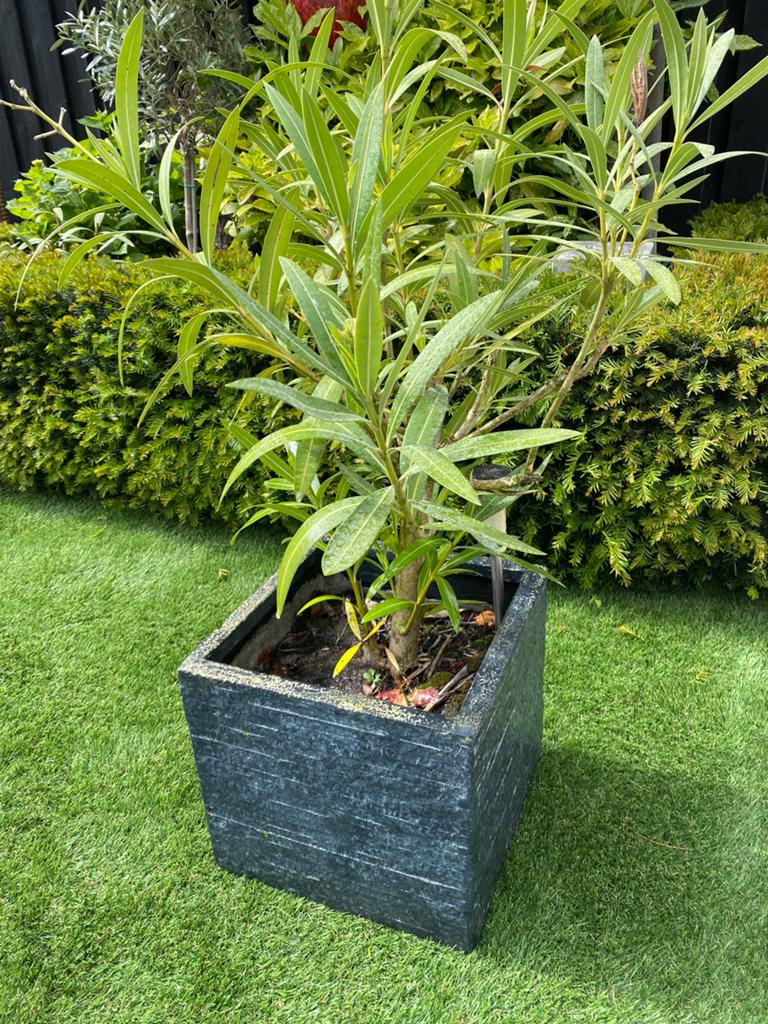 Plantenbak antraciet grijs/zwart m orleander plant 35x35x35, Ophalen, Overige soorten, Volle zon
