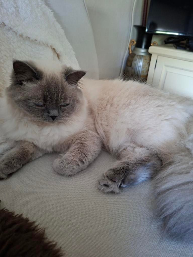 Goed huis gezocht voor 2 poezen, 2 jaar en 1 is 7 maanden, Poes, Gechipt, 0 tot 2 jaar