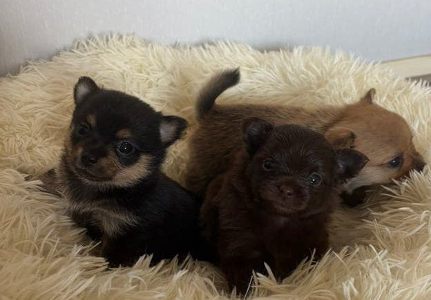 Mini Pomchi (pomeranian x chihuahua) puppy’s, Parvo, Overige rassen, 8 tot 15 weken, Meerdere