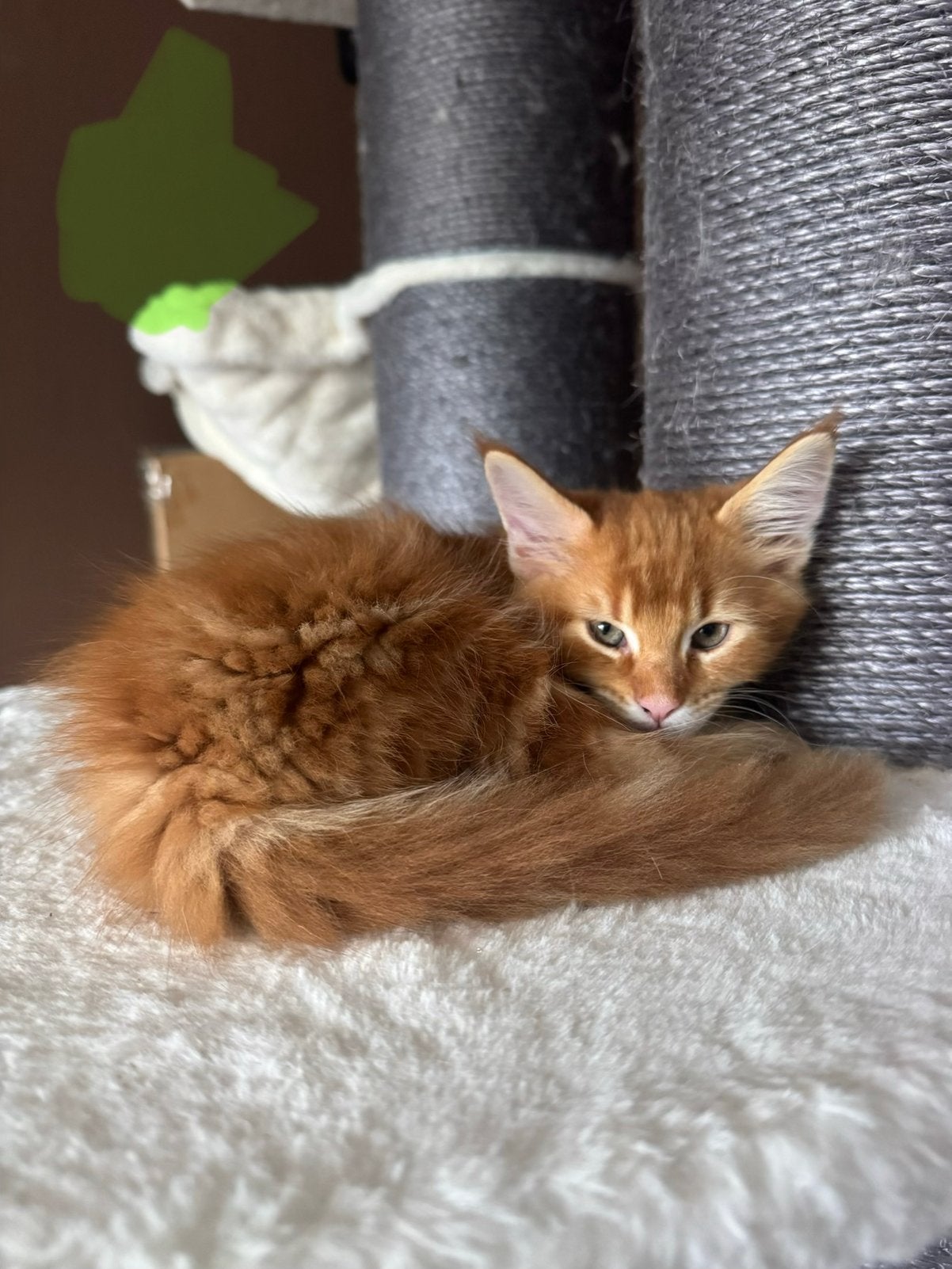 Prachtige Maine Coon kittens te koop, mogen direct verhuizen, Dieren en Toebehoren, Katten en Kittens | Raskatten | Langhaar, Meerdere dieren