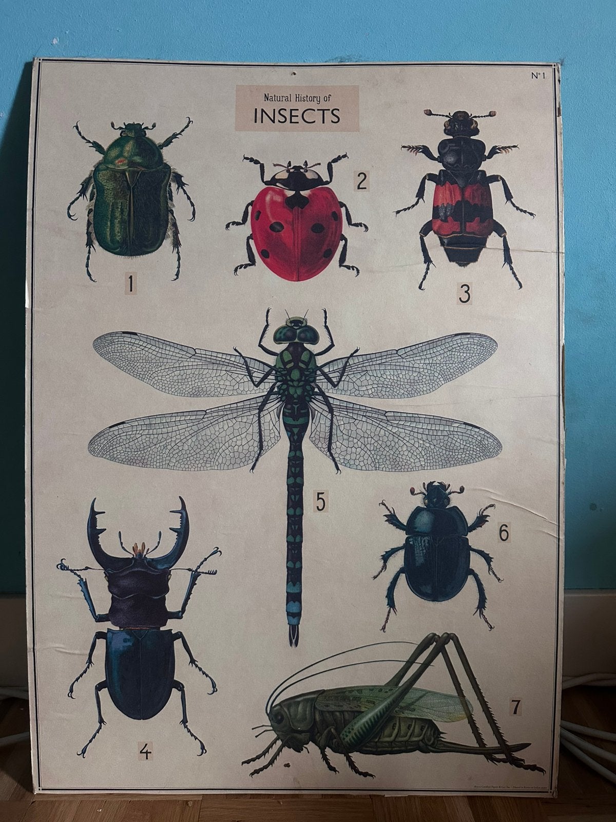 School plaat insekten, Ophalen of Verzenden, Natuur en Biologie