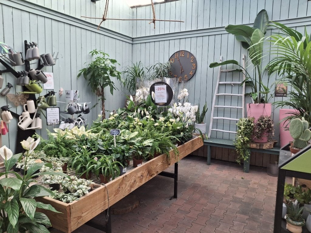 opheffingsuitverkoop tuincentrum van Gilst Rotterdam, Ophalen of Verzenden, Overige soorten, Halfschaduw, Minder dan 100 cm