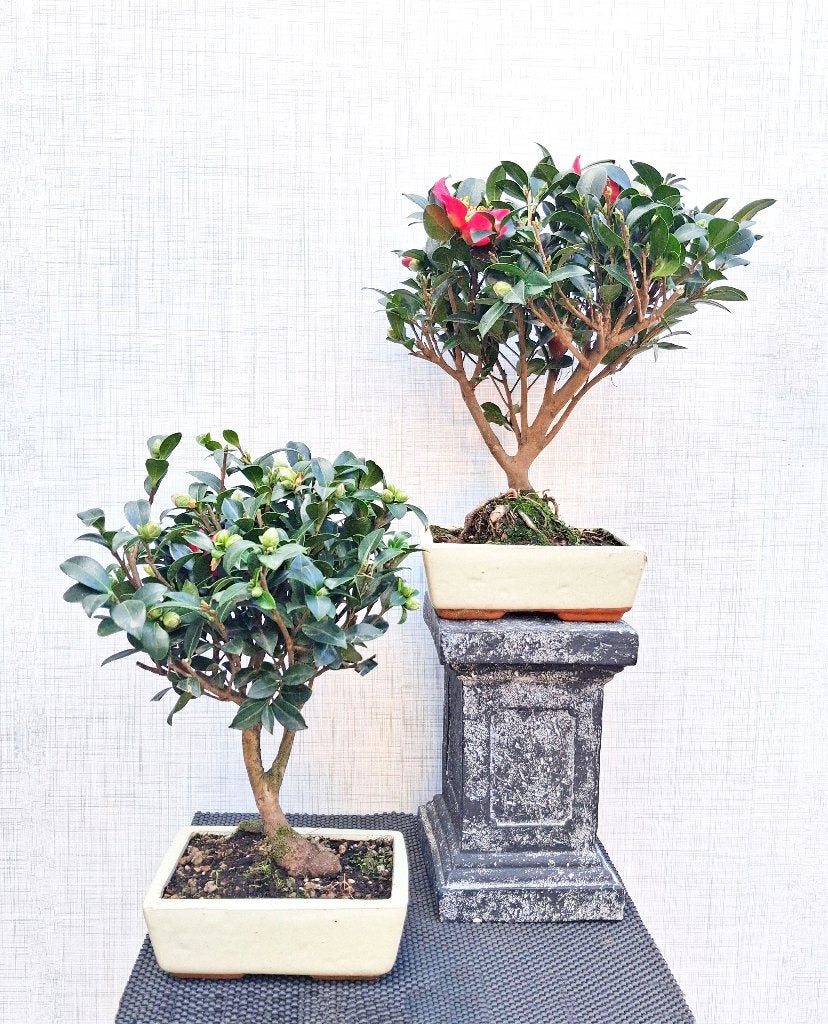 2 Bonsai Kerst Camelia-Camellia Sas. Yuletide-Japanse Roos G, Tuin en Terras, Herfst, Minder dan 100 cm, Volle zon, In pot