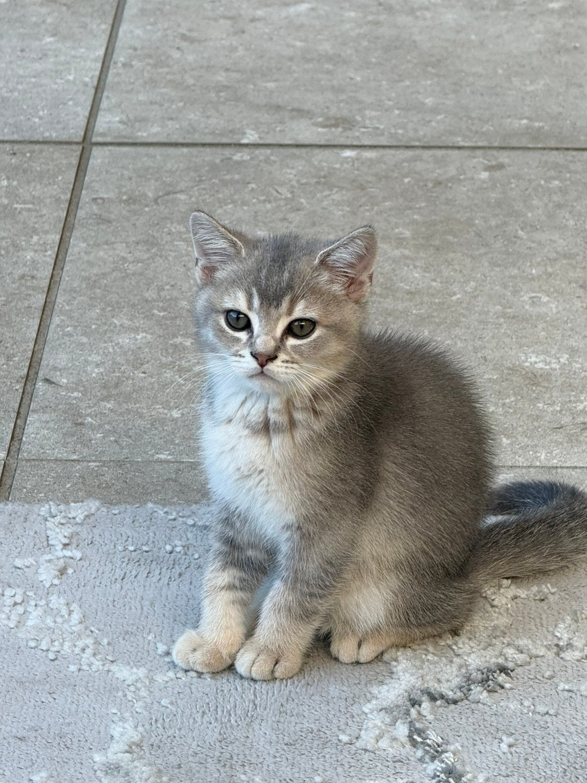 Britse Korthaar kittens😻 Prijs verlaagd!!!, Dieren en Toebehoren, Katten en Kittens | Raskatten | Korthaar, Kater, Ontwormd, 0 tot 2 jaar