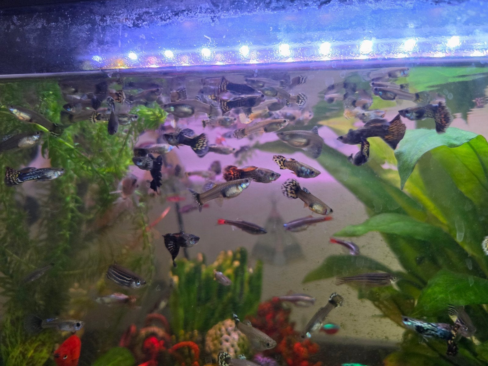 guppies te koop, Vis, Zoetwatervis