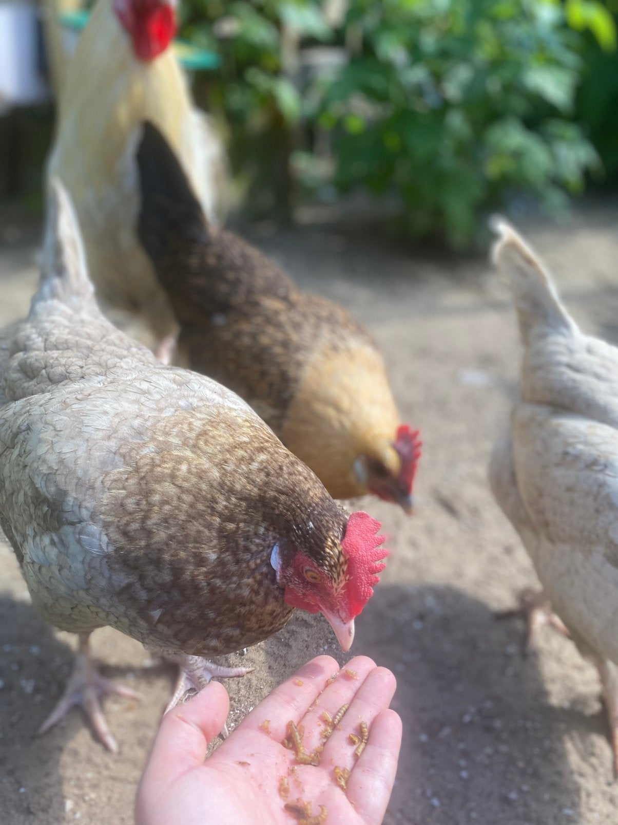 Lieve gezonde toom kippen te koop, Dieren en Toebehoren, Meerdere dieren, Kip