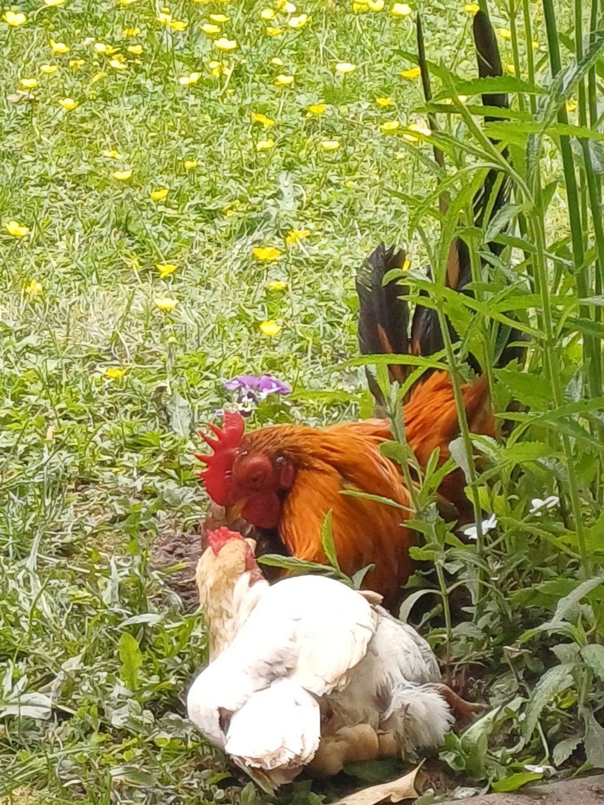 2 Serama krielkipjes, gezonde haan en hen, leeftijd 2 jaar., Dieren en Toebehoren, Meerdere dieren, Kip