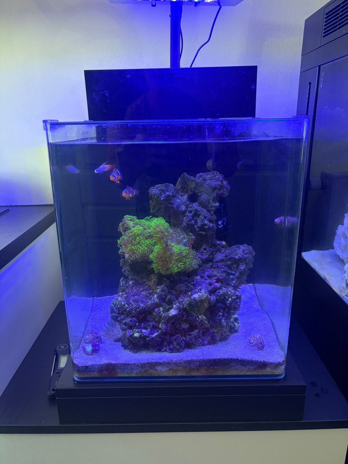 Te koop leeg Blue marine zee aquarium, Dieren en Toebehoren, Ophalen of Verzenden, Zo goed als nieuw, Leeg aquarium